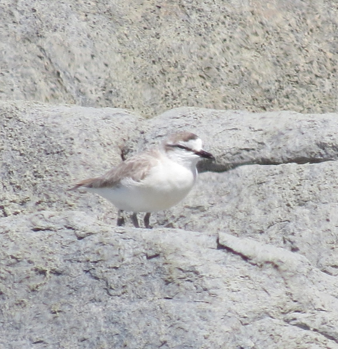 White-fronted Plover - Daniel Leger