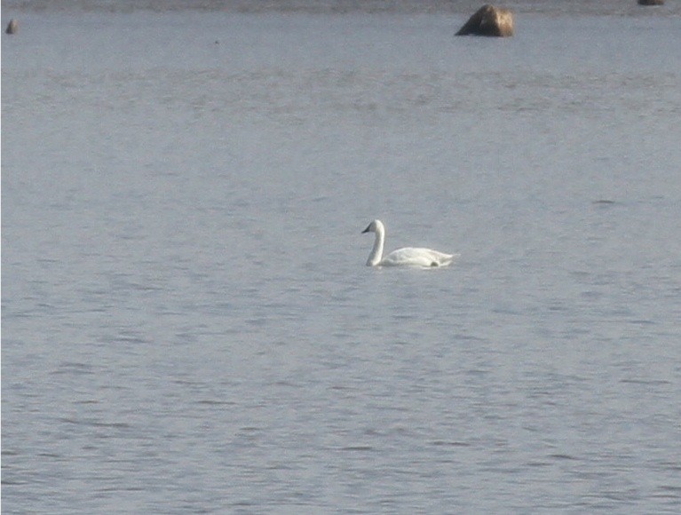 Tundra Swan - ML140156601