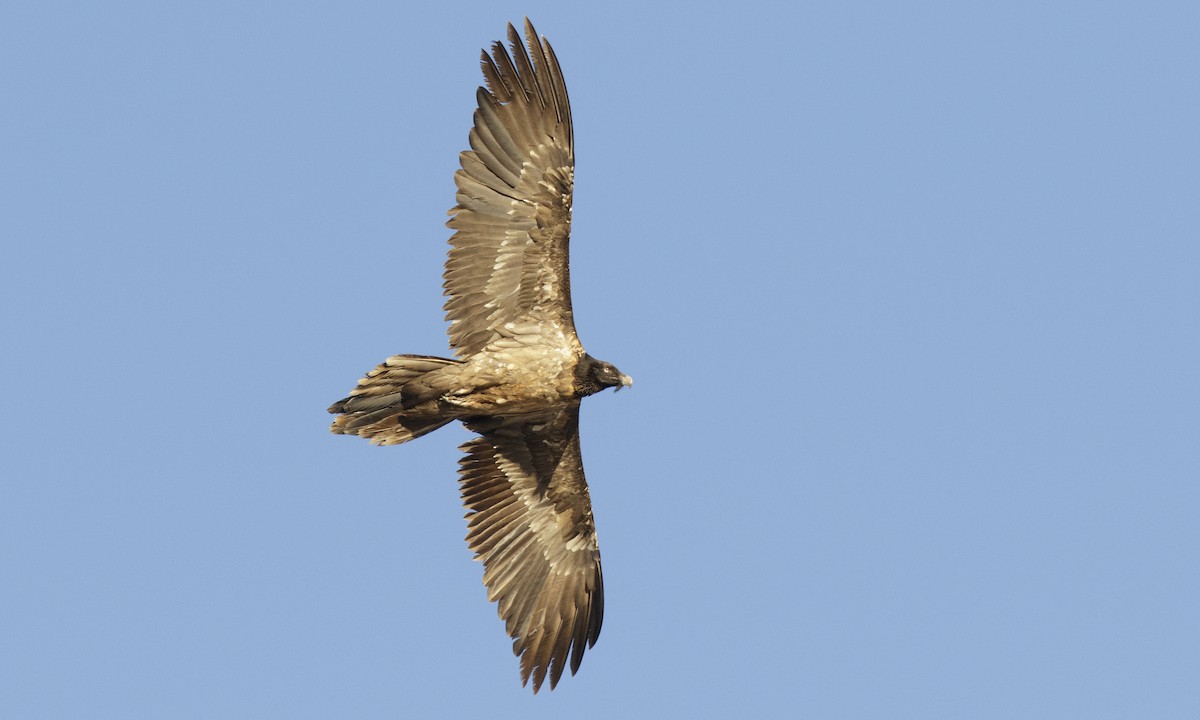 Bearded Vulture - Brian Sullivan