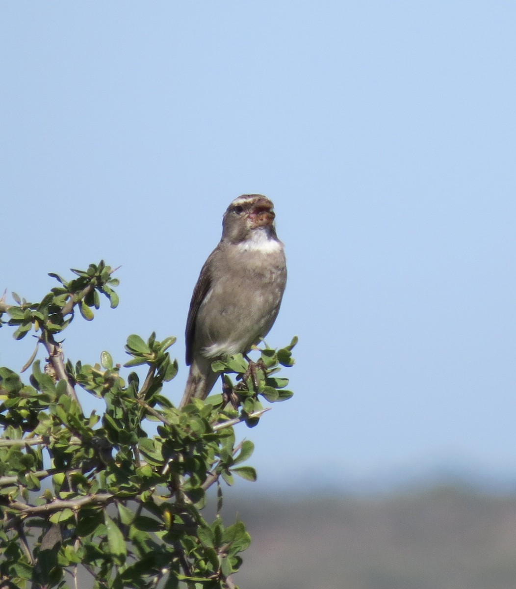 White-throated Canary - ML140157461