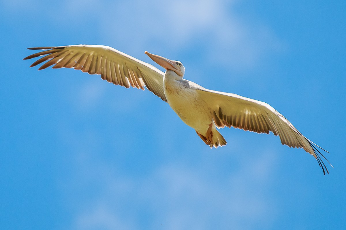 Pink-backed Pelican - ML140157471