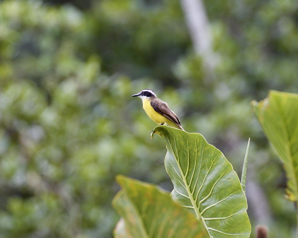 Lesser Kiskadee - Doug Cooper