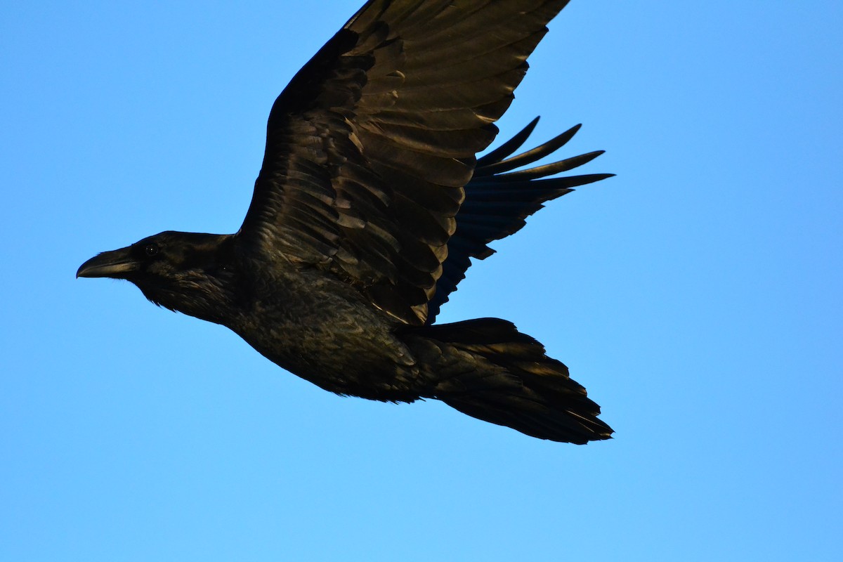 Common Raven - ML140158591