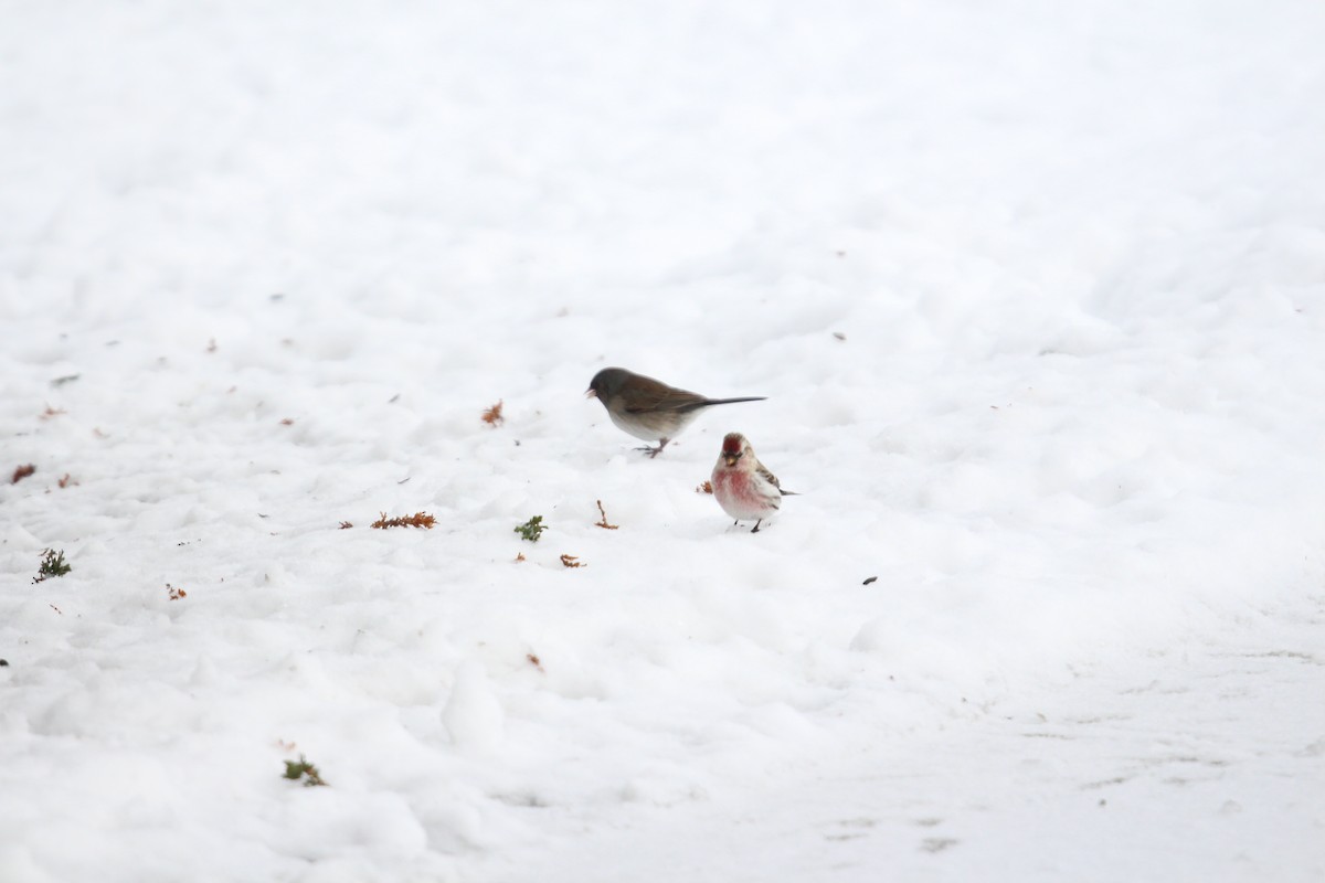 Common Redpoll - ML140159821