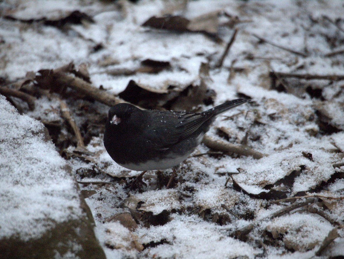 Dark-eyed Junco (Slate-colored) - ML140160091