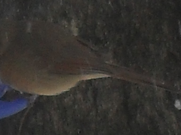 Northern Cardinal - ML140160291