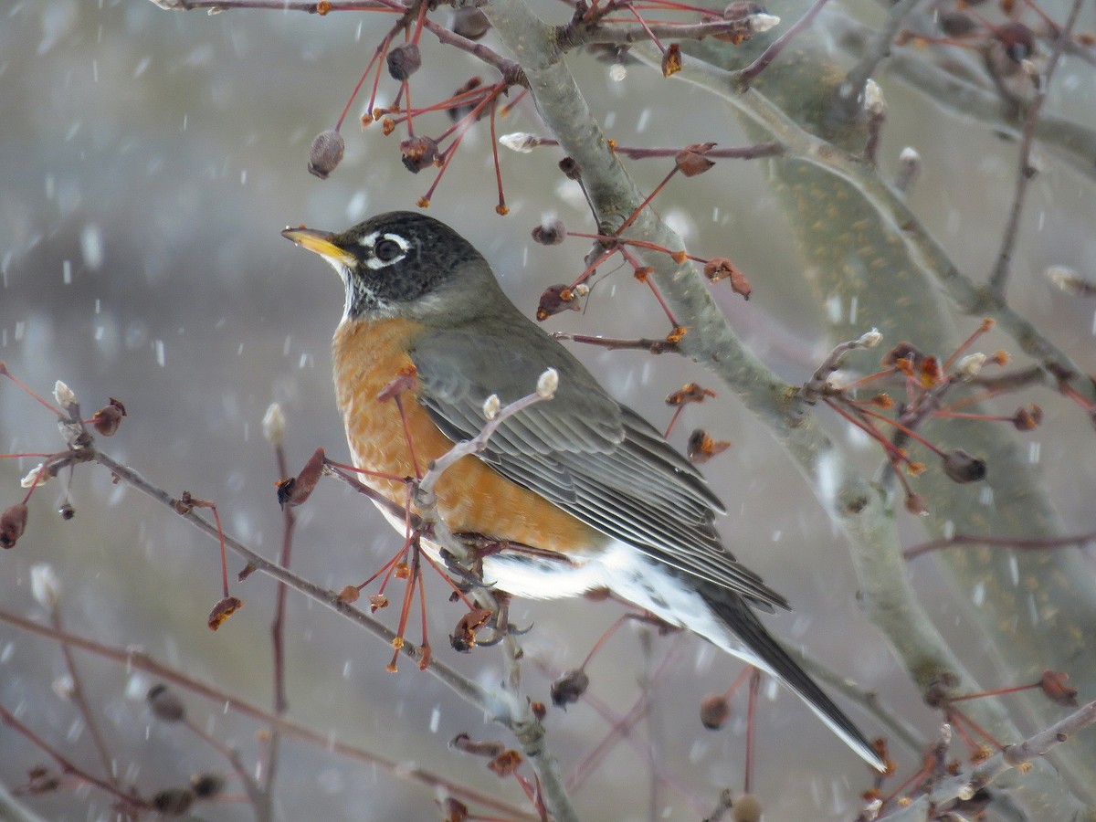 American Robin - ML140160581