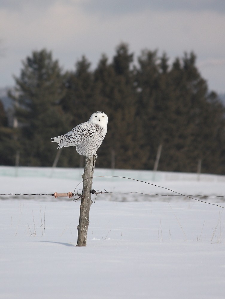 Snowy Owl - Josée Rousseau