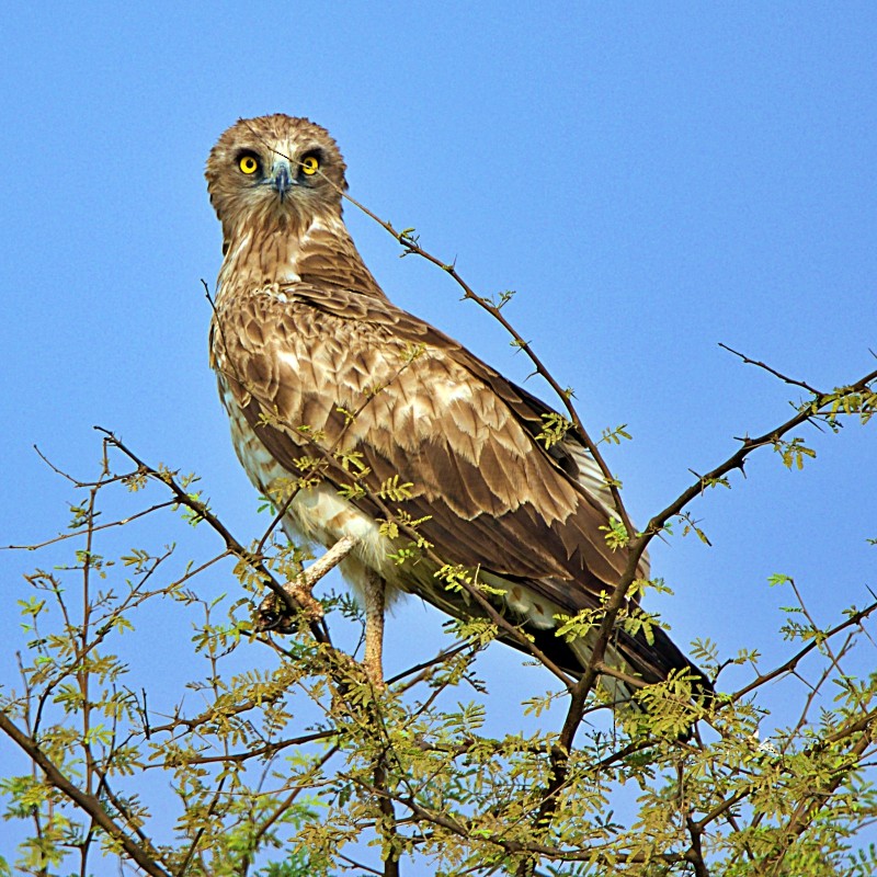 Short-toed Snake-Eagle - Tarachand Wanvari