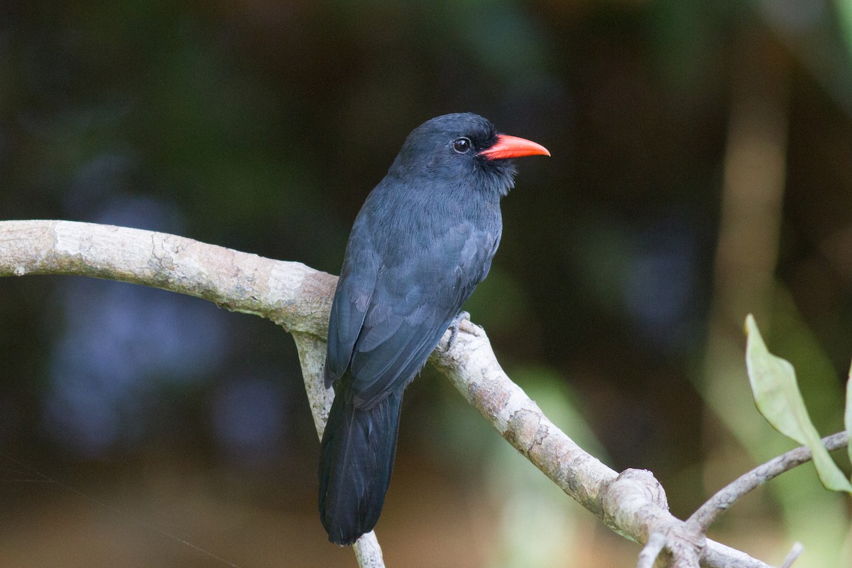 Black-fronted Nunbird - ML140163281