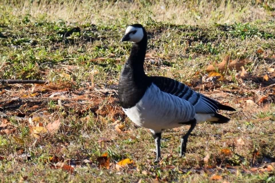 Barnacle Goose - ML140163361