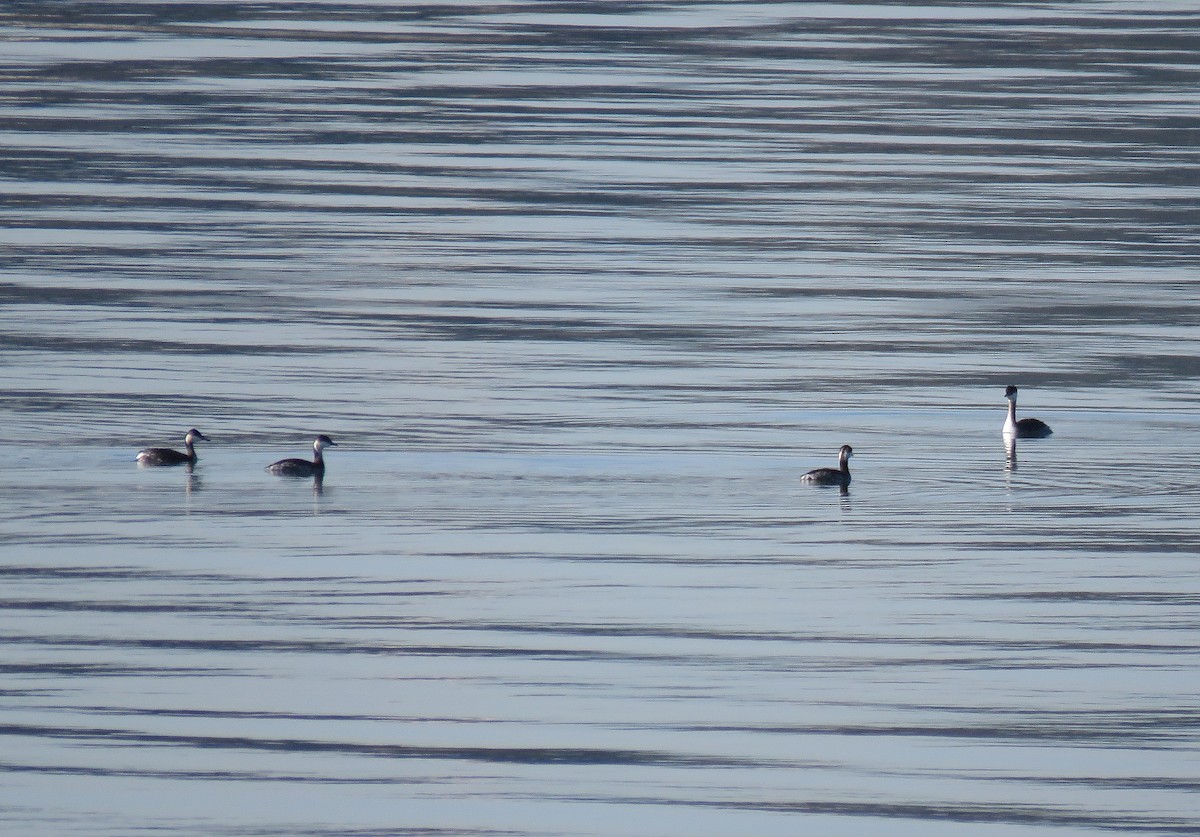 Horned Grebe - ML140163471