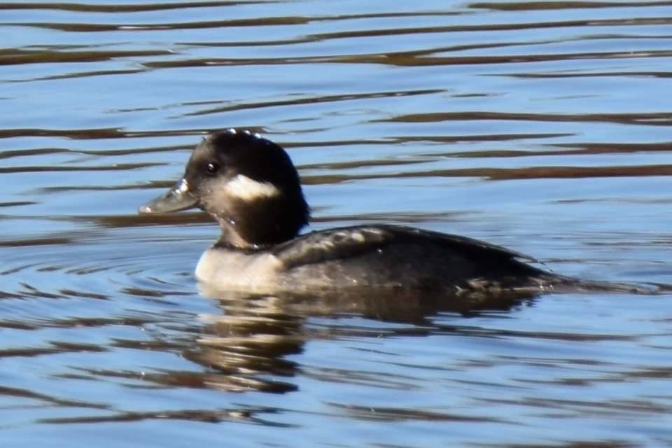 Bufflehead - ML140163781