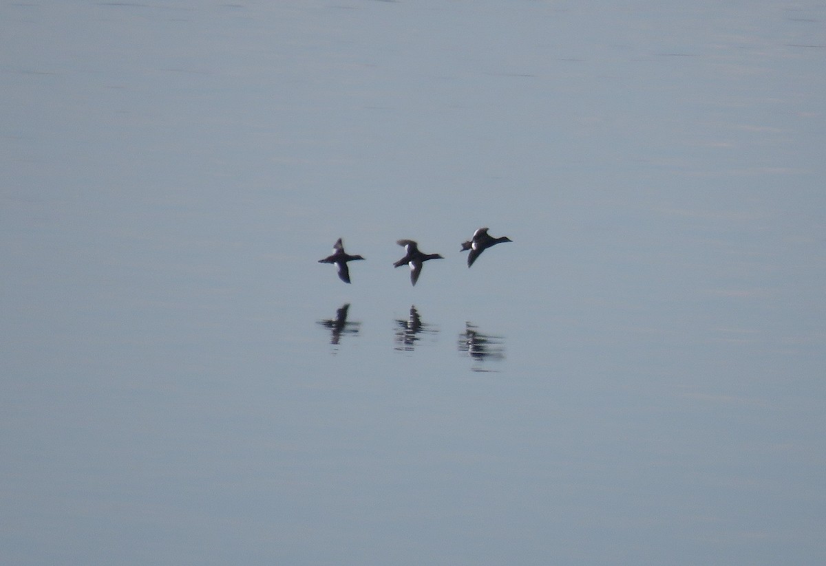 Velvet Scoter - Miguel Rodríguez Esteban