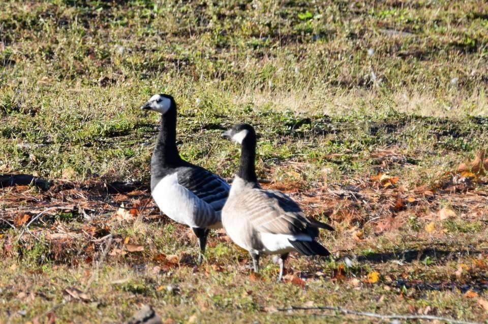 Cackling Goose - ML140164071