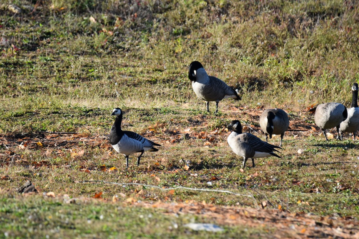 Gıdaklayan Kaz - ML140164101