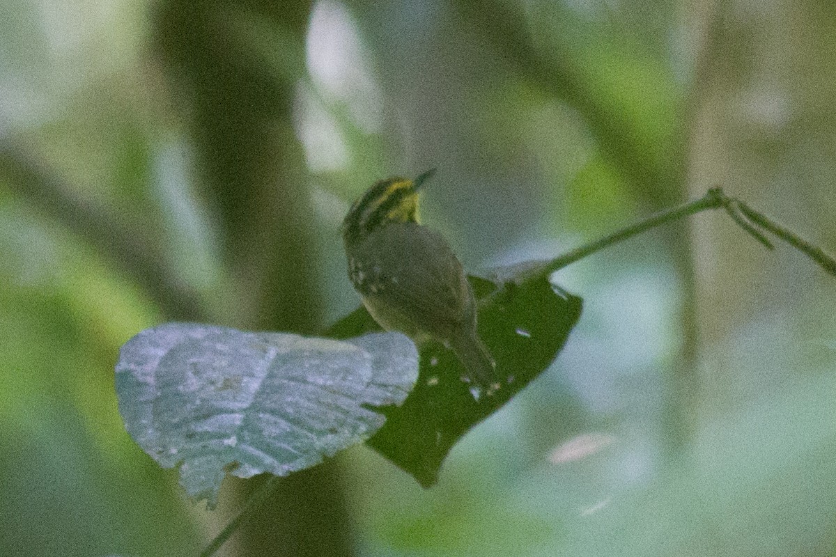 Gelbbrauen-Ameisenschnäpper - ML140164251