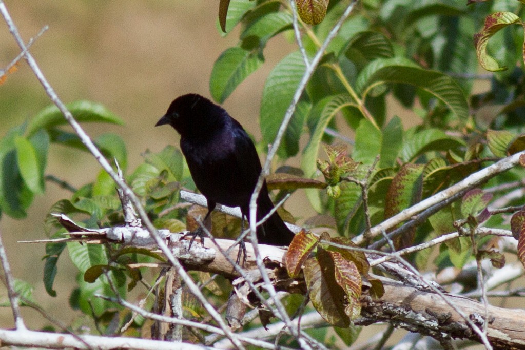 Shiny Cowbird - ML140164431