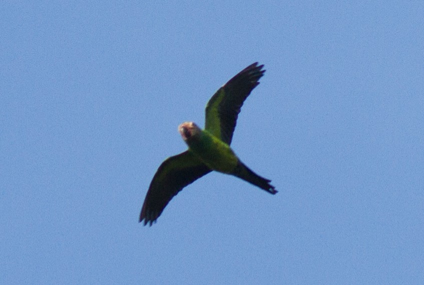 Dusky-headed Parakeet - ML140165431