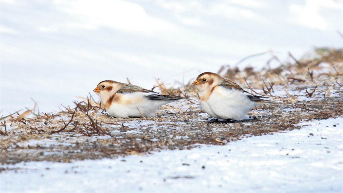 Snow Bunting - ML140165451