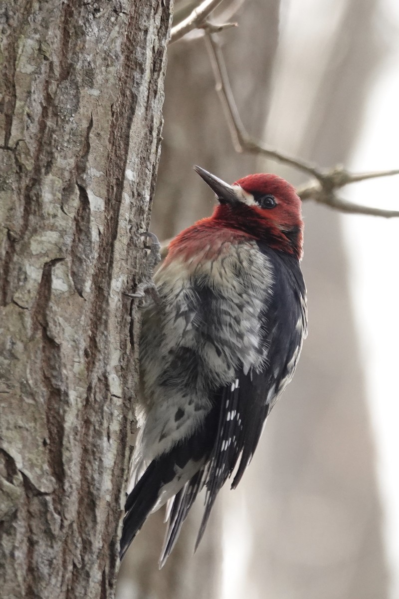 Red-breasted Sapsucker - ML140166411