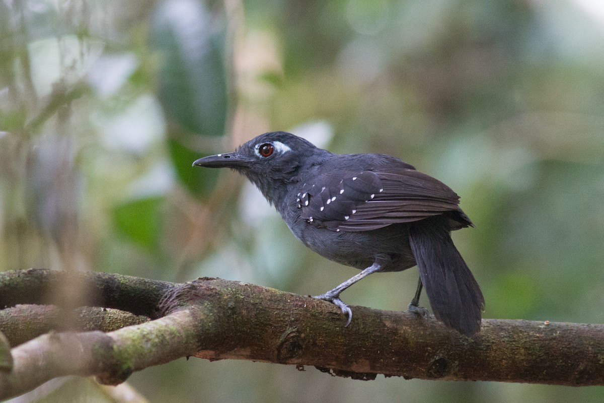 Plumbeous Antbird - Justyn Stahl