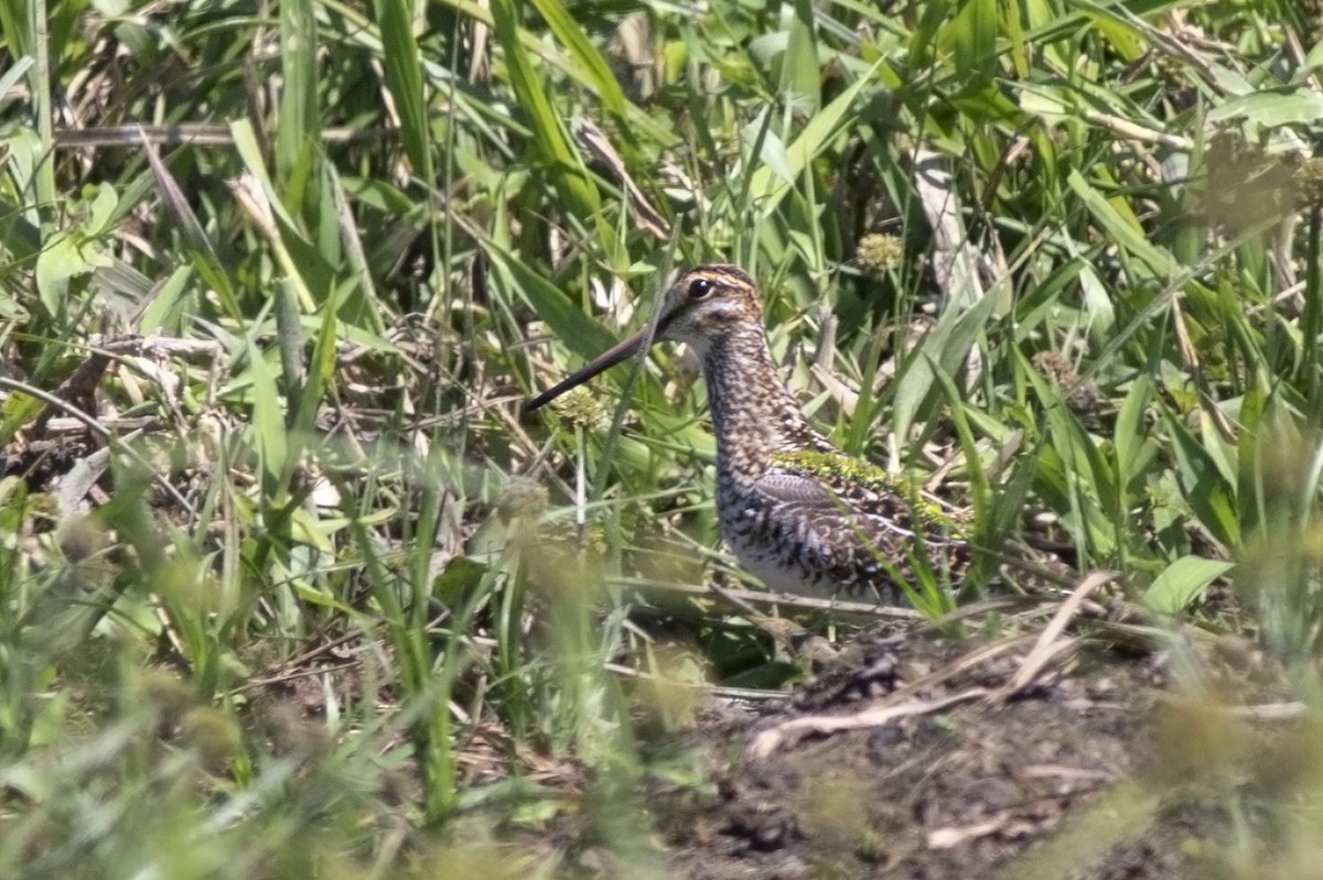 Wilson's Snipe - ML140167311