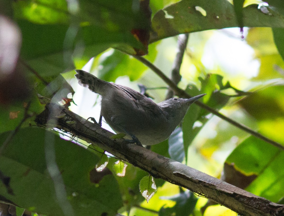 Gray Wren - ML140168151