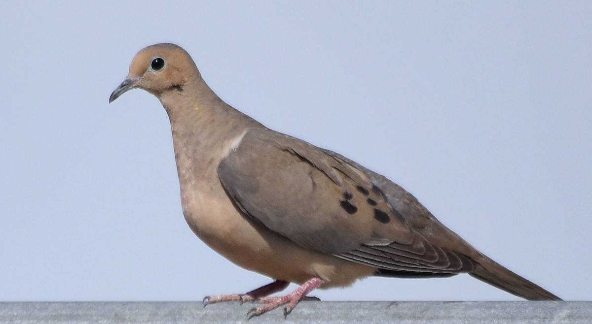 Mourning Dove - ML140168491