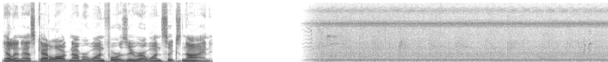 muskatnonne (nisoria gr.) - ML140169