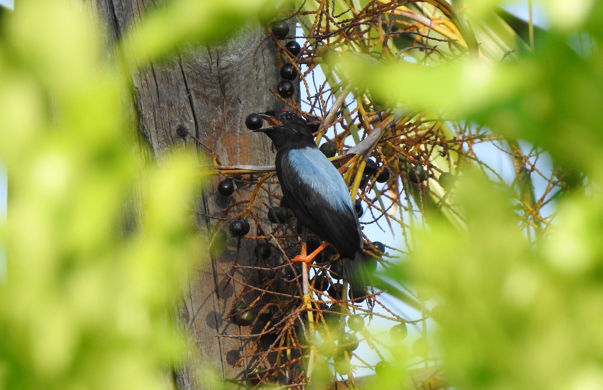 Lance-tailed Manakin - ML140170461