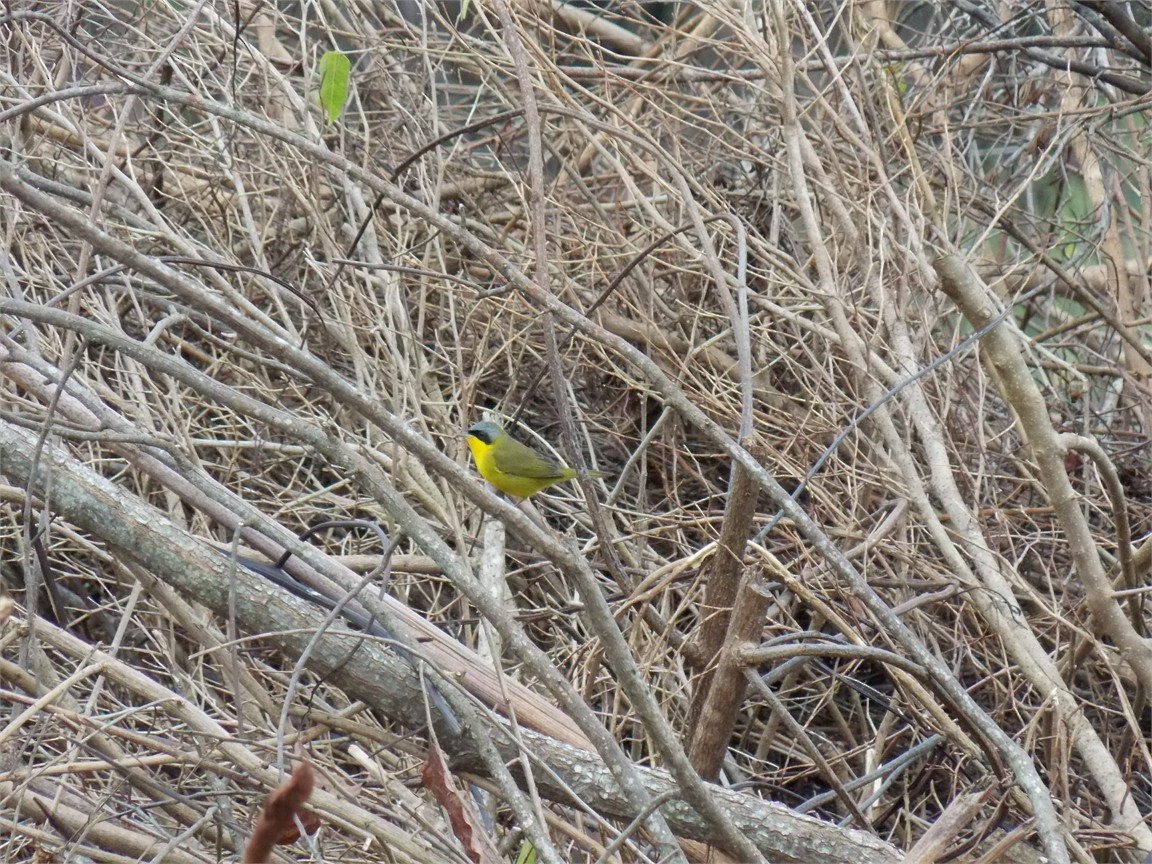 Paruline voilée - ML140170611