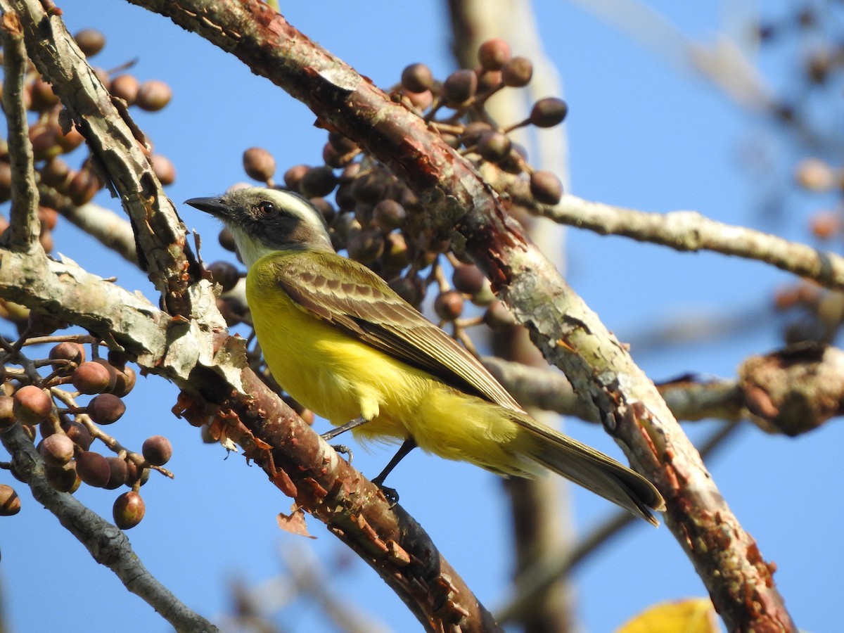 Social Flycatcher - ML140171021