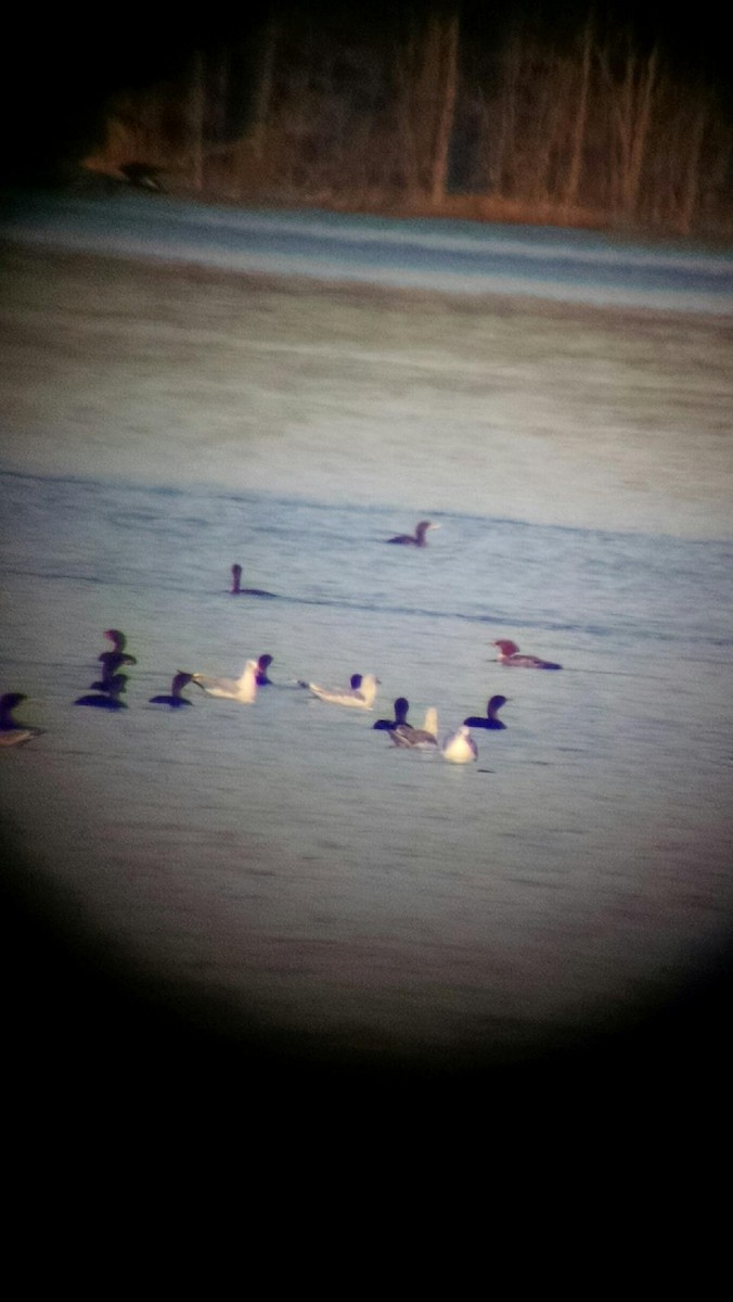 Common Merganser - ML140171101