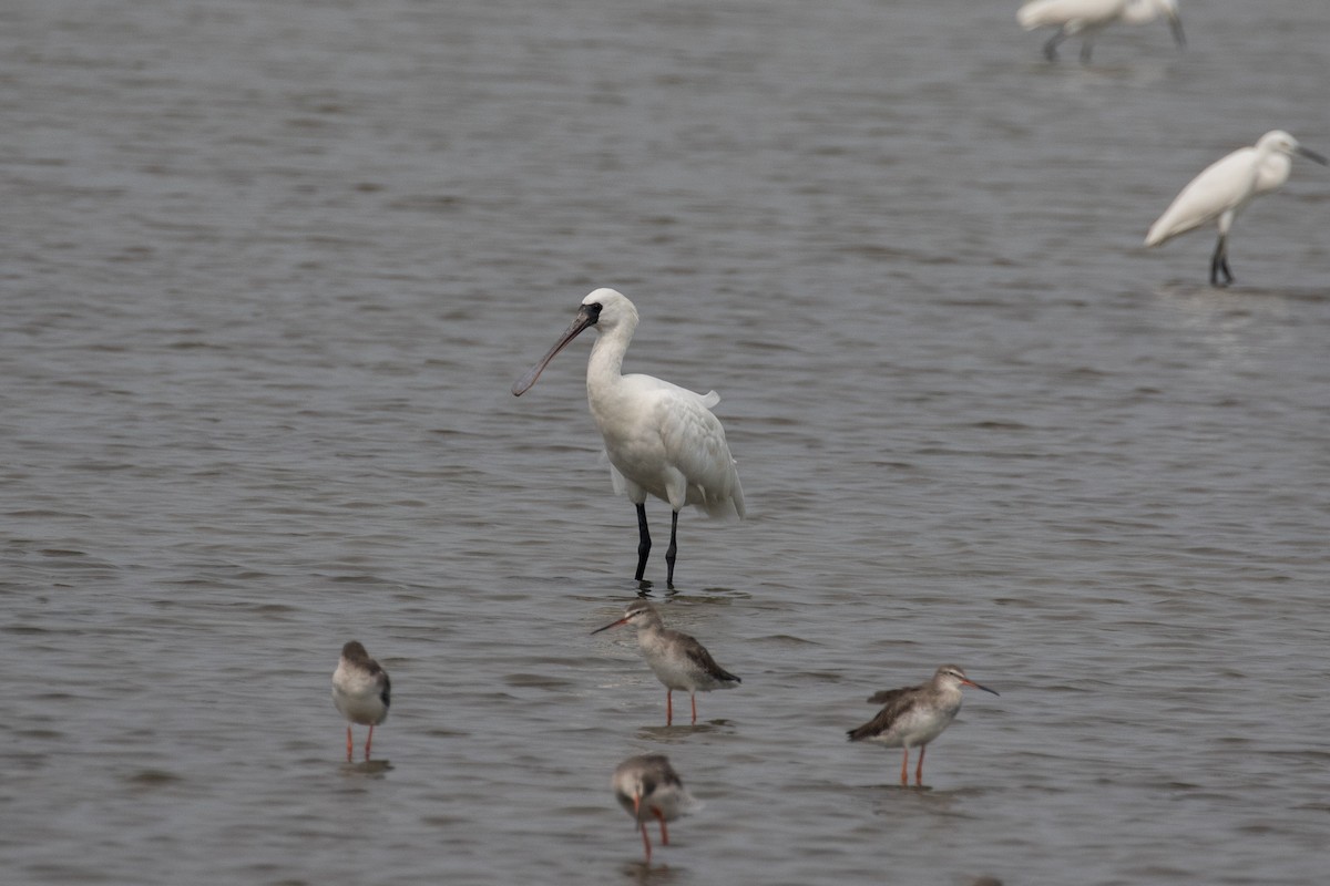 Black-faced Spoonbill - ML140171211