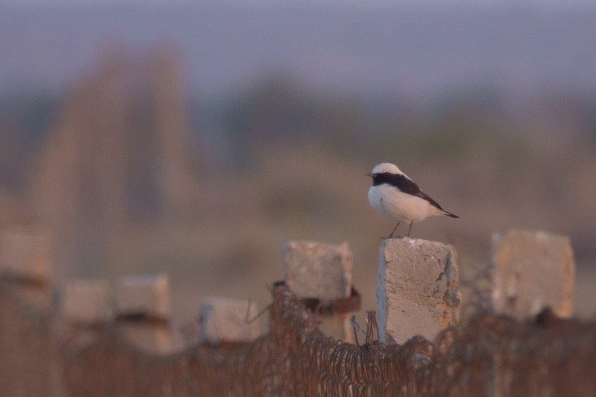 Finsch's Wheatear - ML140171681