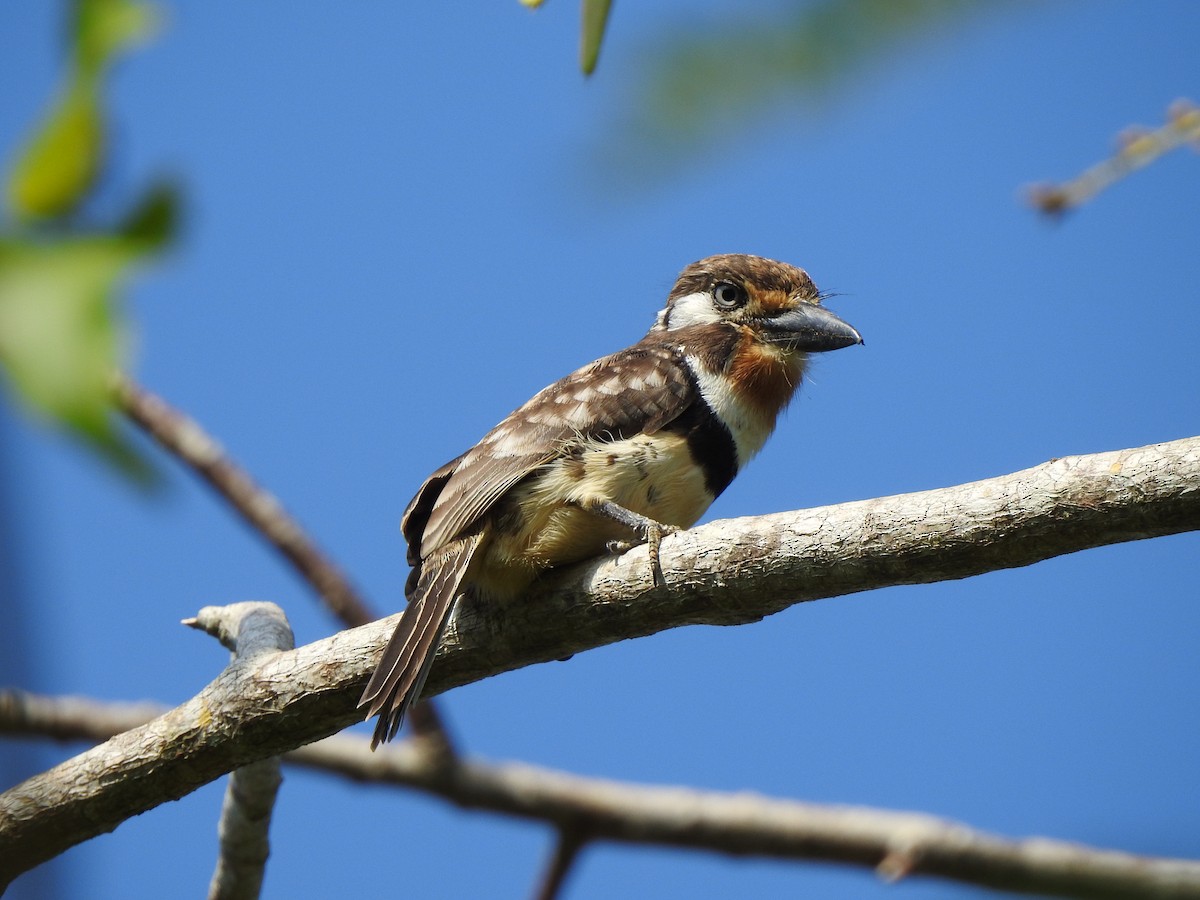 Russet-throated Puffbird - ML140173081