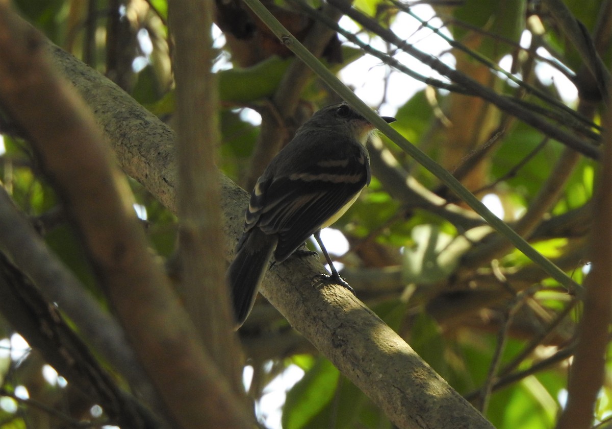 Fuscous Flycatcher - ML140173561