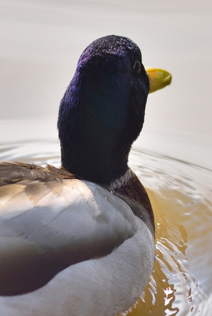 Mallard - Gordan Pomorišac