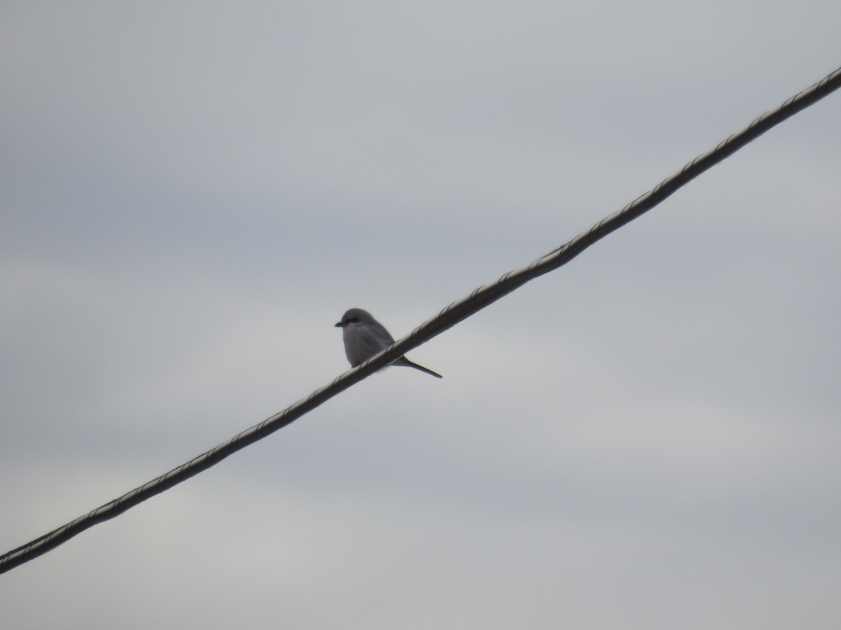 Northern Shrike - Mary McKitrick