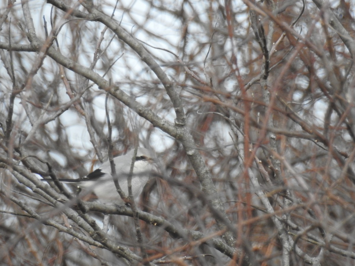 Alcaudón Boreal - ML140175511