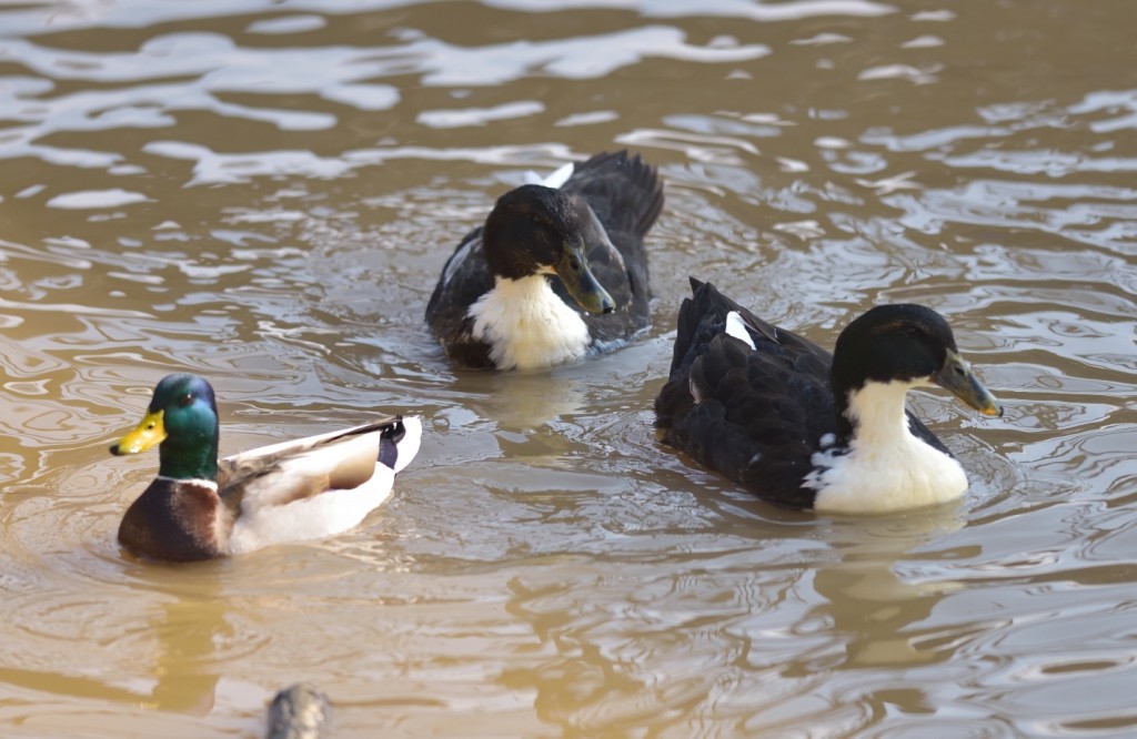 Canard colvert (forme domestique) - ML140175621