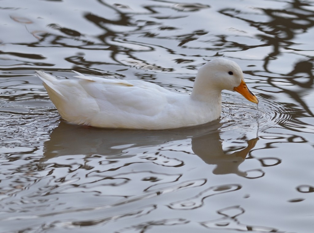 Mallard (Domestic type) - ML140175631