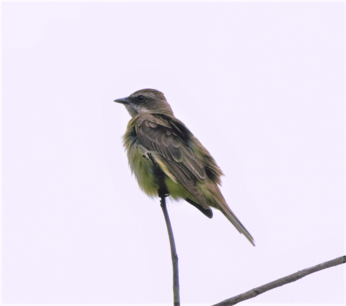 Piratic Flycatcher - ML140176021