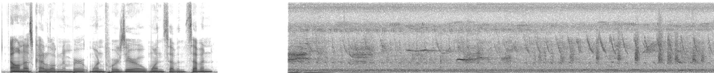 Окулярник золотий - ML140177