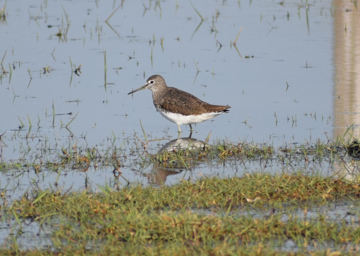 Green Sandpiper - Utkarsh Prajapati