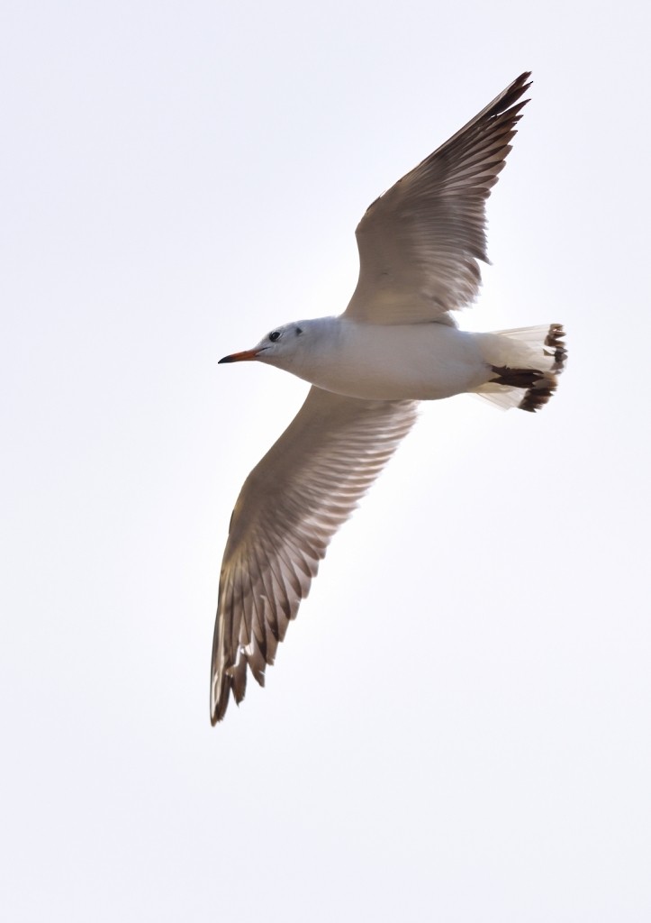 Mouette rieuse - ML140177671