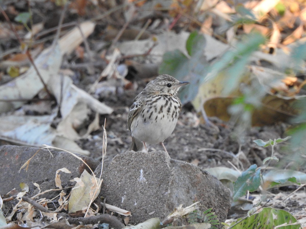 Tree Pipit - ML140177681