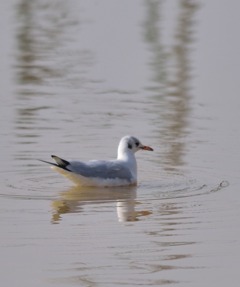 Mouette rieuse - ML140177721