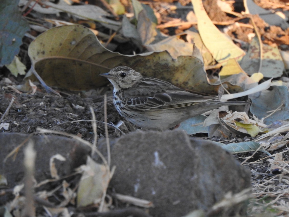 Tree Pipit - ML140177771